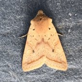 YELLOW-LINE QUAKER