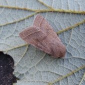 COMMON QUAKER