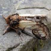 PEBBLE PROMINENT