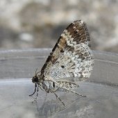 COMMON CARPET