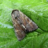 CLOUDED-BORDERED BRINDLE