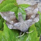 POPLAR HAWK MOTH