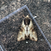 CLOUDED-BORDERED BRINDLE