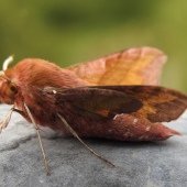 SMALL ELEPHANT HAWK-MOTH