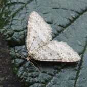 MOTTLED GREY