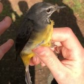 GREY WAGTAIL