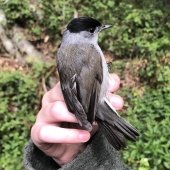 MALE BLACKCAP