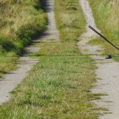 THE WHOOSH-NET HAD A CHORD WHICH LED UP TO THE RINGING STATION, WHICH WAS PULLED WHEN BIRDS LANDED IN  THE CATCHING AREA