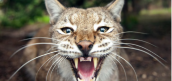 Lynx rewilding news