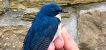 Siberian blue robin on Ronaldsay and other rarities