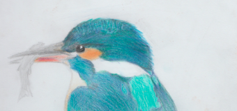 Latest bird drawings