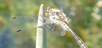 Lightwood dragonflies and damselflies