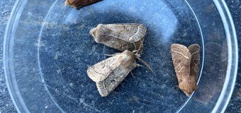 Moth trapping 23/03/2019