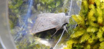 Moth trapping 05/04/2020