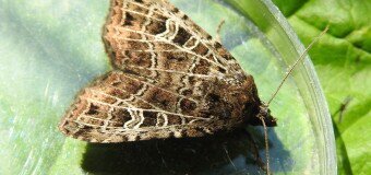 Moth trapping 24/06/20